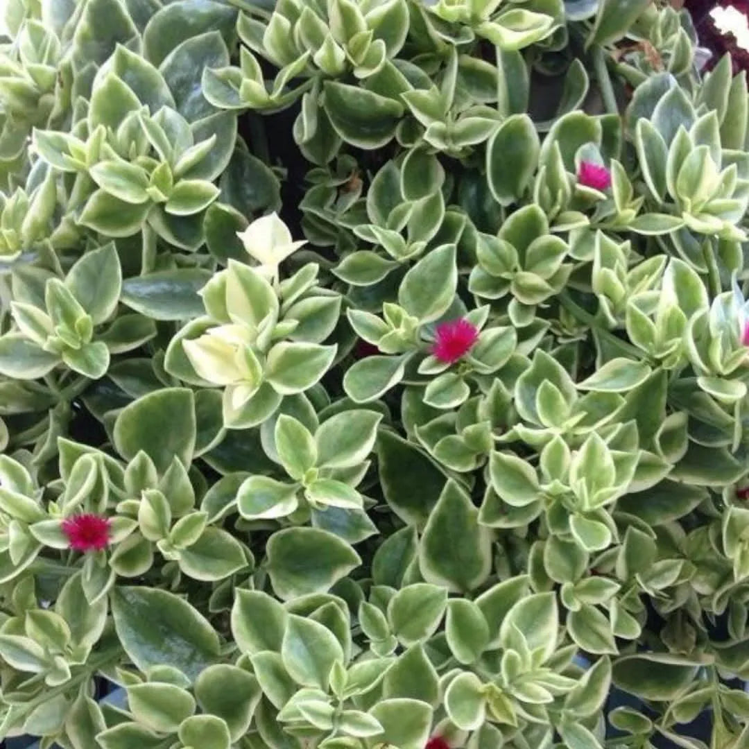 Dettaglio del fogliame variegato e dei piccoli fiori fucsia della Aptenia Variegata, pianta ornamentale da esterno