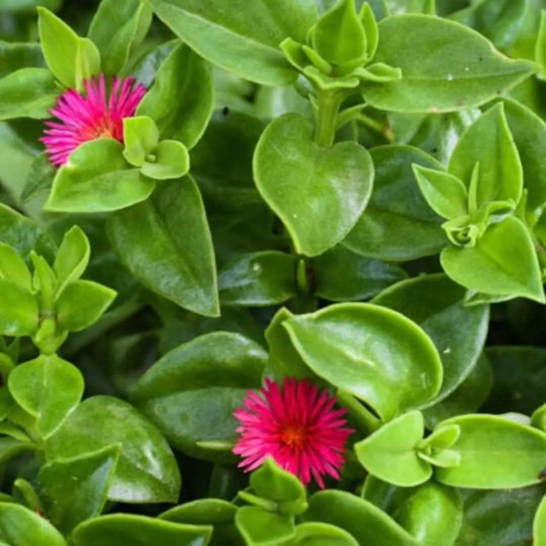 Dettaglio fogliame e fiore rosa di Aptenia – pianta decorativa ricadente