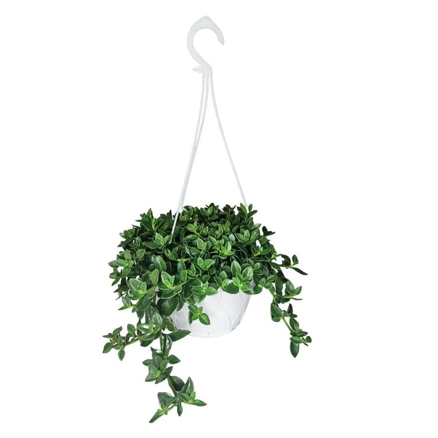 Aptenia ricadente in vaso basket bianco – pianta verde compatta e vigorosa
