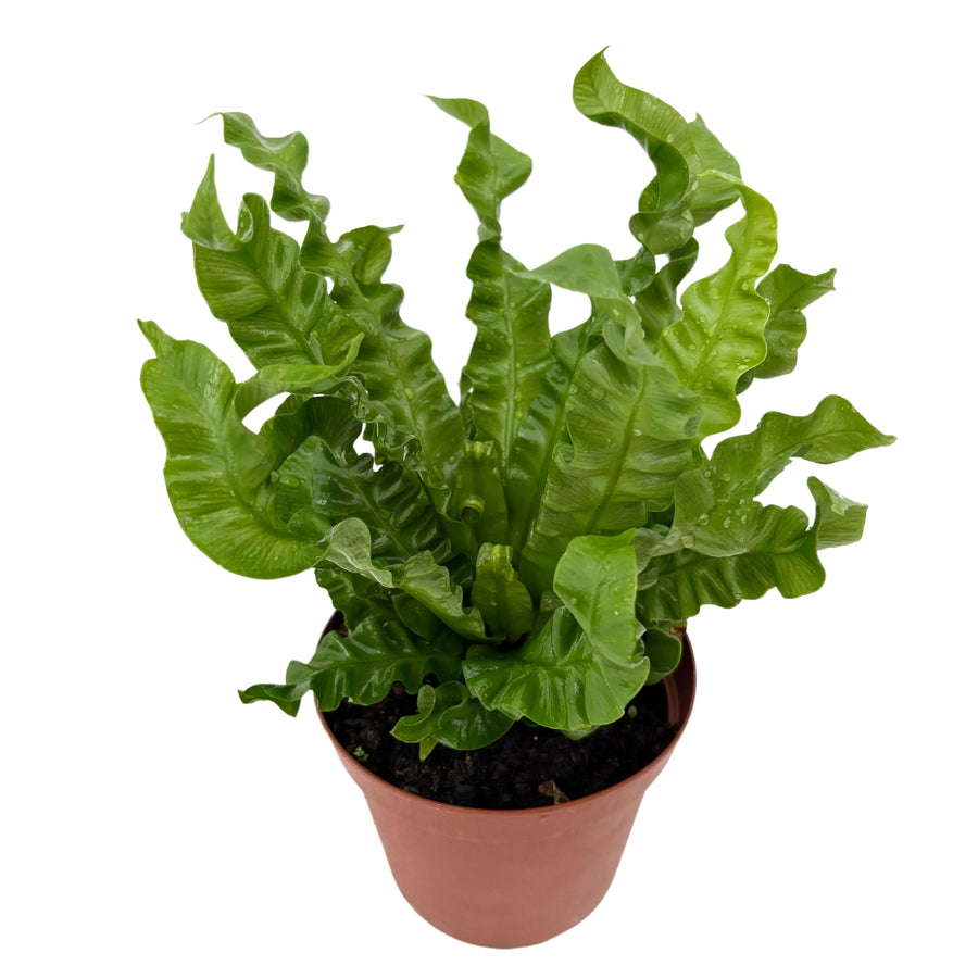 Asplenium Crispy Wave in vaso da 14 cm con foglie verdi arricciate



