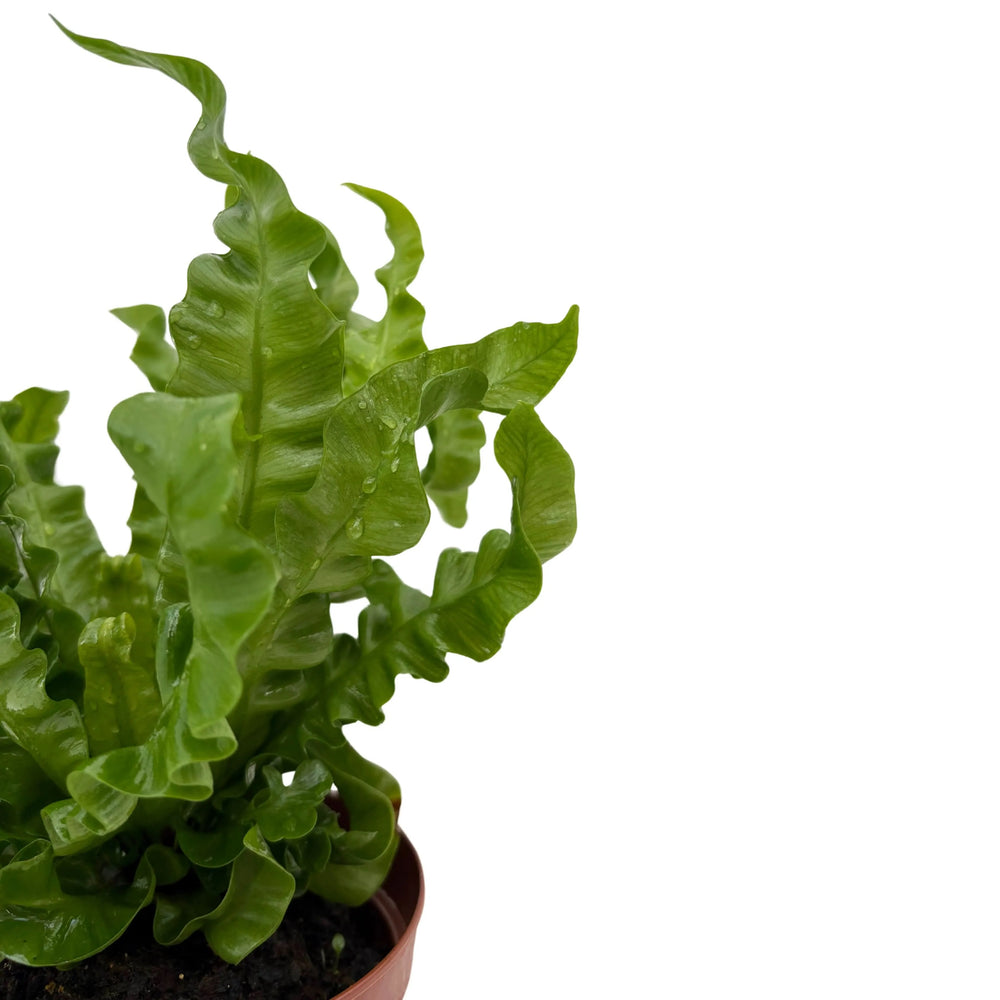 Dettaglio foglie ondulate della felce Asplenium Crispy Wave

