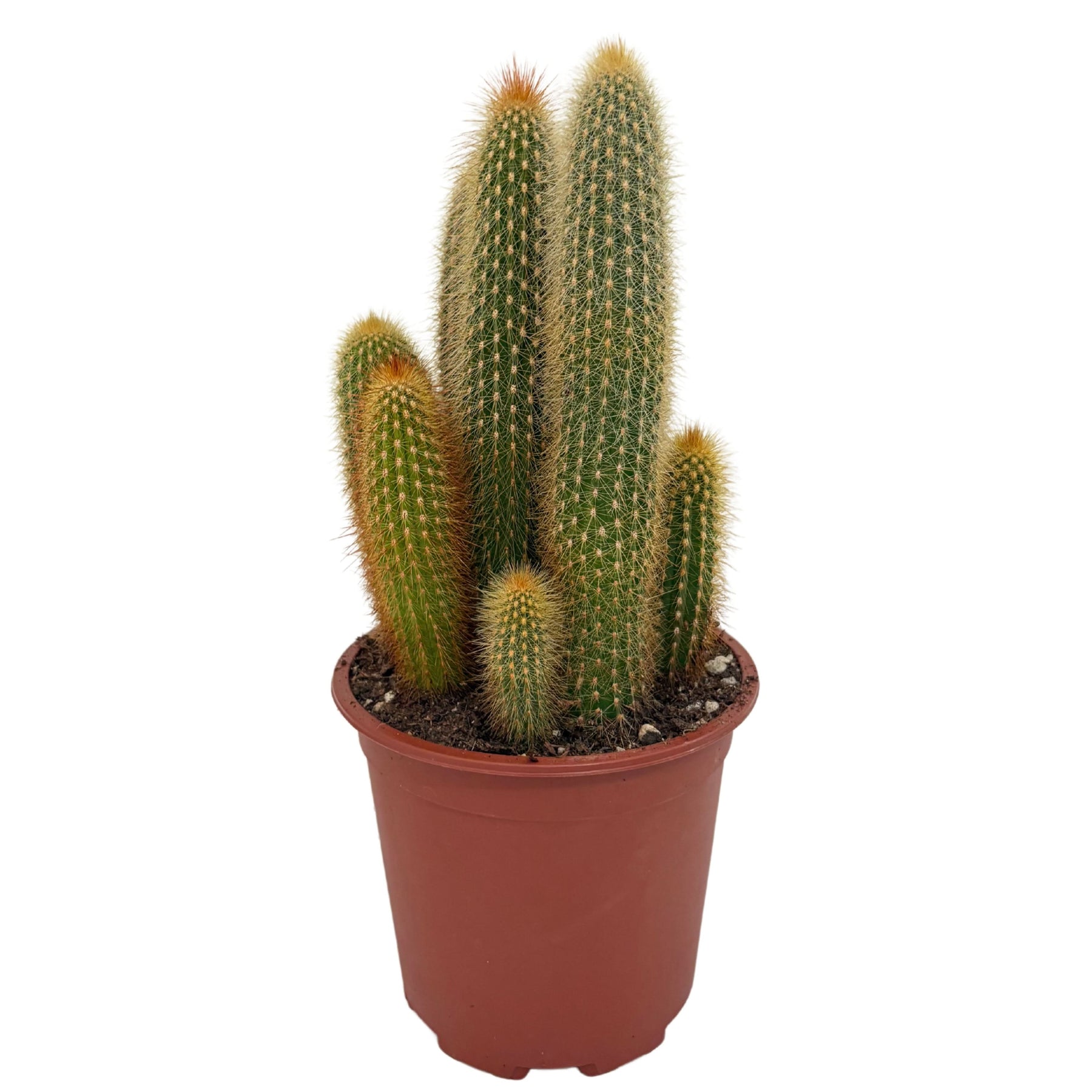 Pilosocereus | Cactacee-O-R Cactus E Dintorni: Il Sito Per - Foto 7