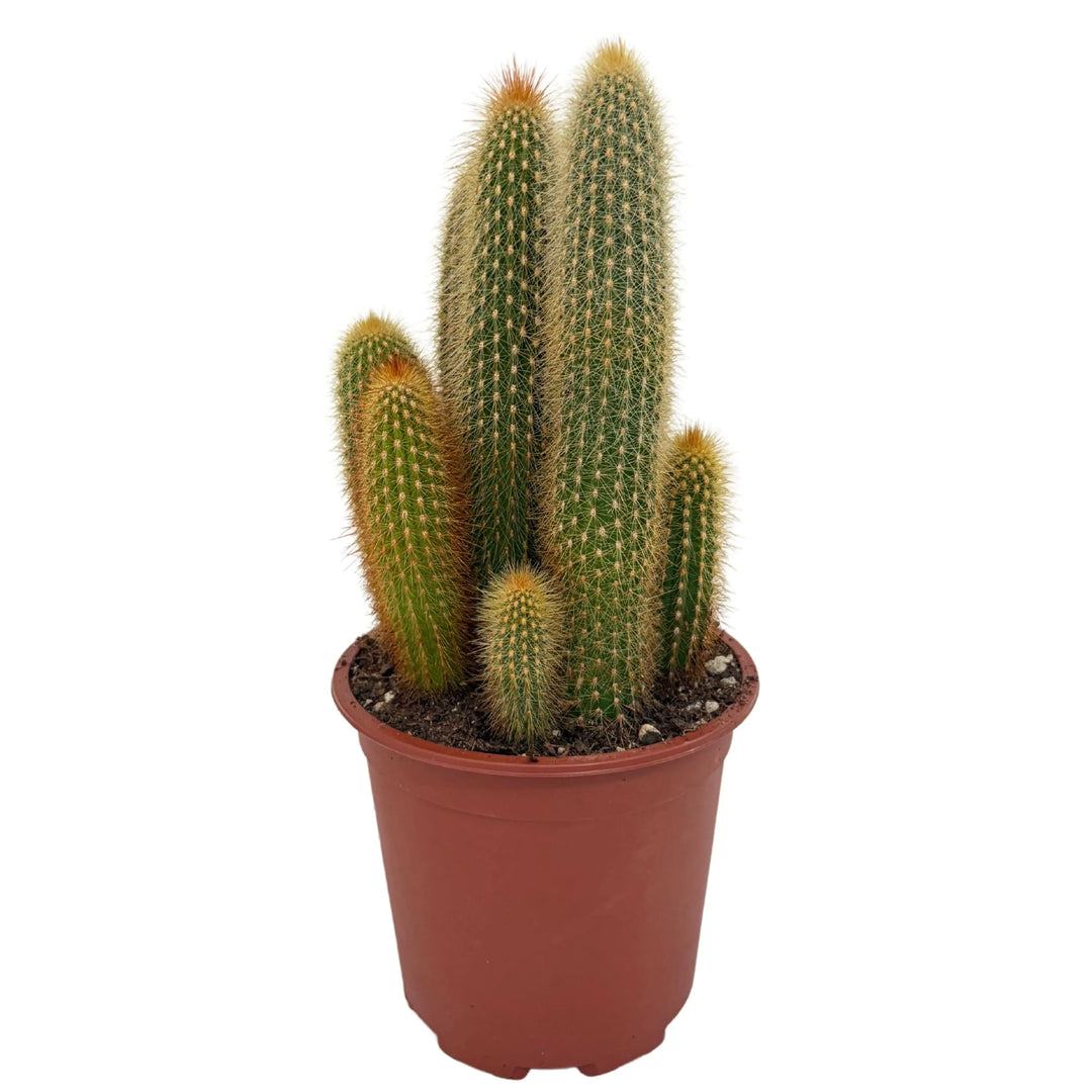 Cactus Austrocephalocereus purpureus in vaso da 17 cm visto frontalmente

