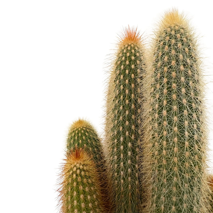 Dettaglio delle spine dorate e del fusto dell’Austrocephalocereus purpureus

