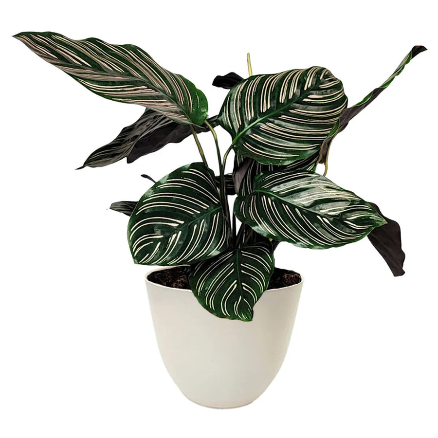 Calathea Ornata altezza pianta 45 cm - i Giardini di Giulia 