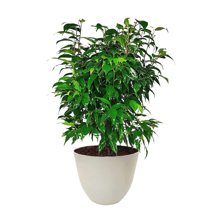 Ficus Benjamin in vaso - i Giardini di Giulia 