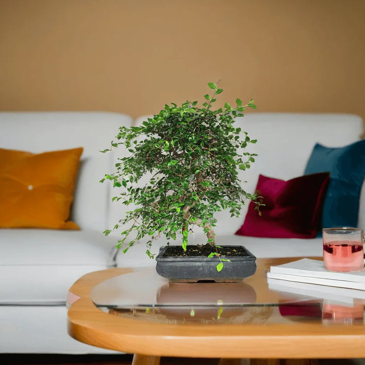 Bonsai Zelkova su tavolino in salotto moderno – pianta ornamentale da interno con vaso rettangolare e chioma elegante