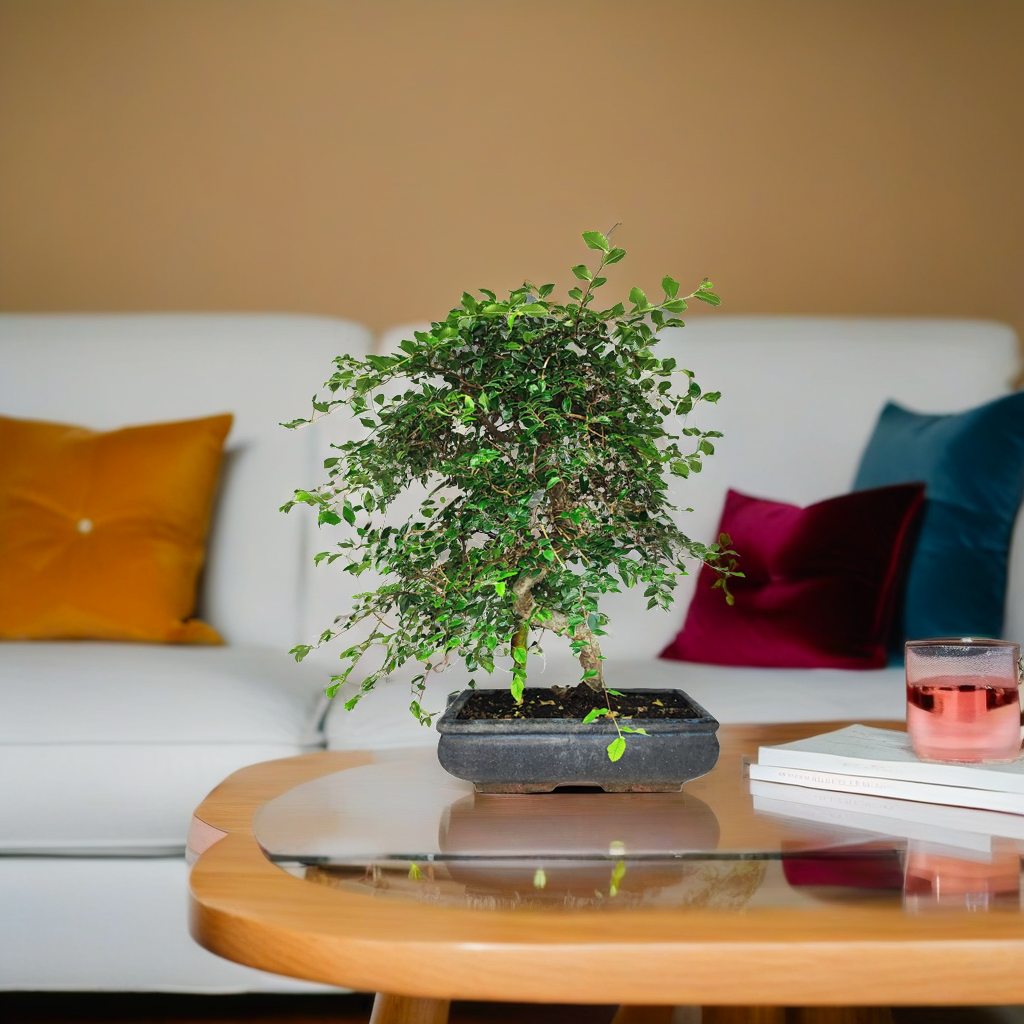 L'immagine ritrae un bonsai di Zelkova posizionato su un tavolino da salotto, in un ambiente accogliente e moderno. Il bonsai, con il suo fitto fogliame verde e la struttura delicata dei suoi rami, si erge in un piccolo vaso rettangolare di colore scuro. Sullo sfondo si intravede un divano bianco decorato con cuscini colorati, uno giallo senape e uno rosso borgogna, che aggiungono un tocco di vivacità alla scena. Sul tavolino accanto al bonsai, si notano un bicchiere con una bevanda e alcuni libri impilati