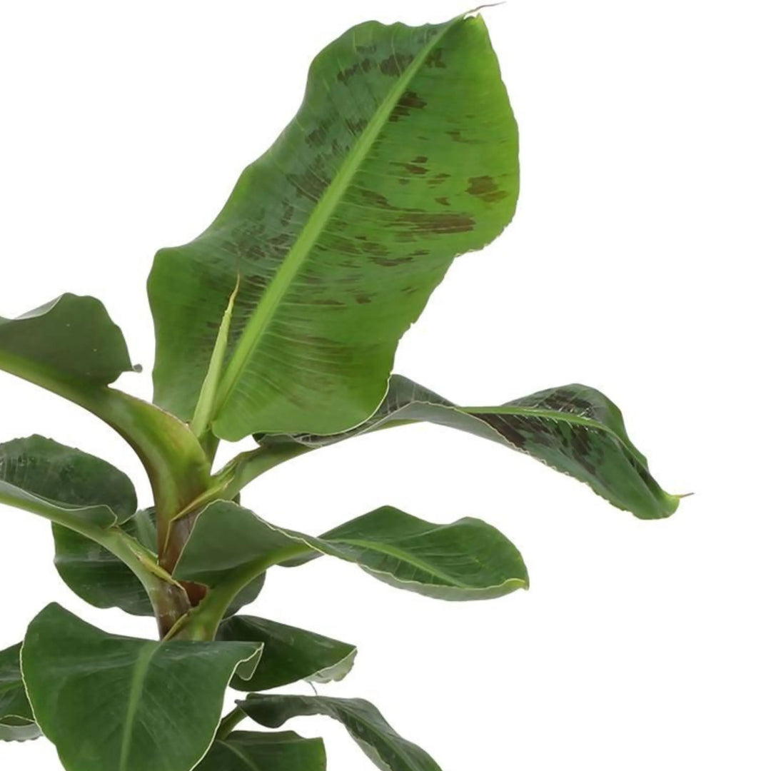 Dettaglio delle foglie verdi e grandi della Musa Tropicana