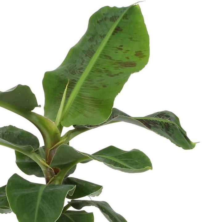 Dettaglio delle foglie verdi e grandi della Musa Tropicana