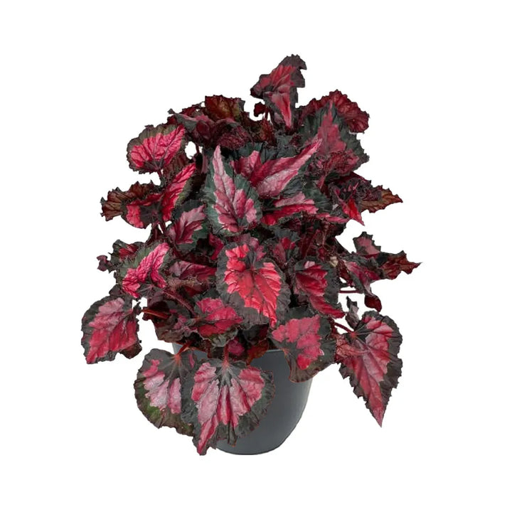 Begonia Blad Beleaf rossa e nera in vaso antracite in plastica riciclata Ø 20 cm