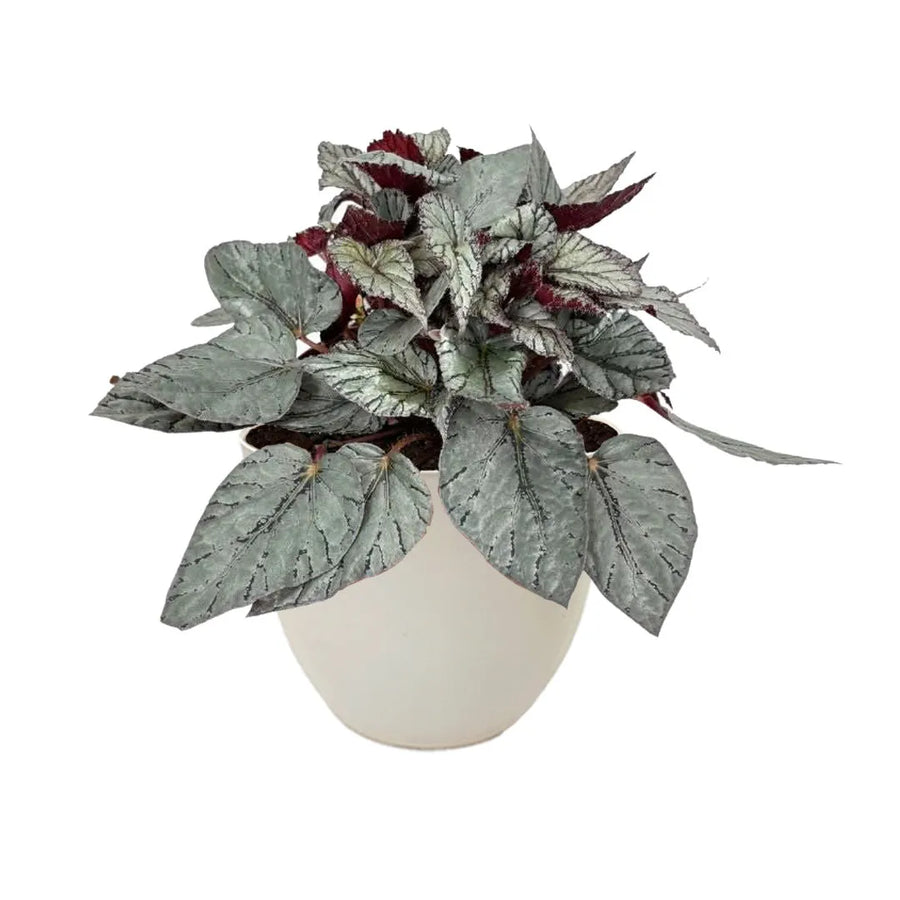 Begonia Blad Beleaf con foglie argentee e vaso avorio in plastica riciclata Ø 20 cm