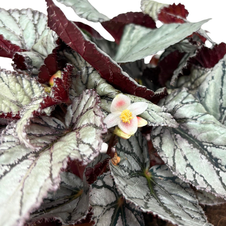 Begonia blad Beleaf D. 17 cm H. 35 cm - i Giardini di Giulia