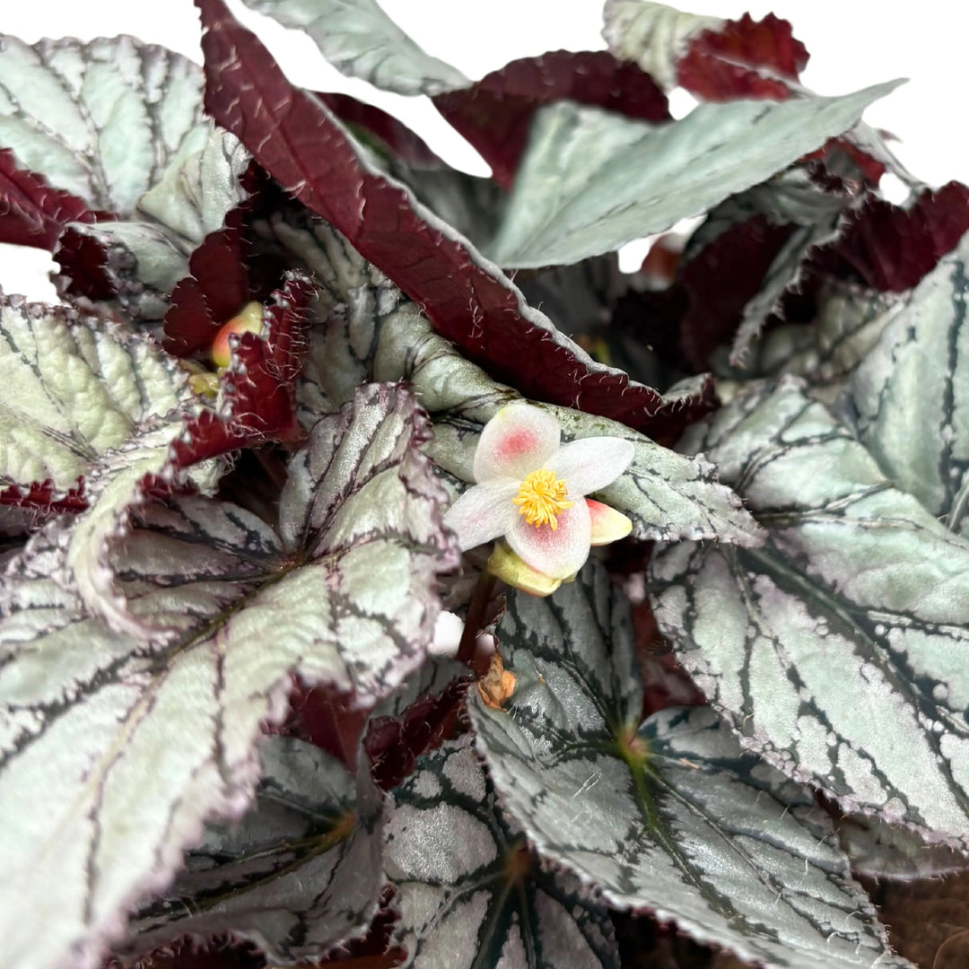 Primo piano di fiore bianco su foglie variegate di Begonia Blad Beleaf

