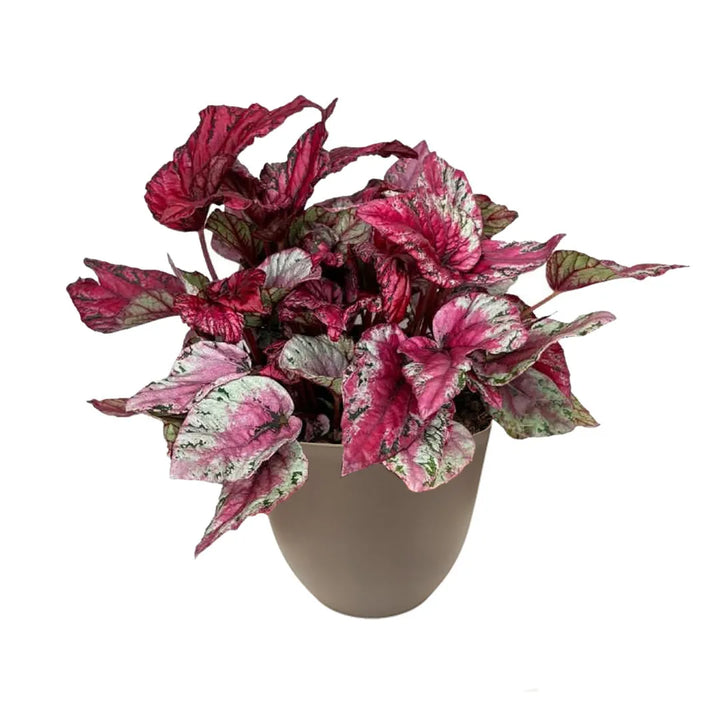 Begonia Blad Beleaf rosa e verde in vaso tortora in plastica riciclata Ø 20 cm