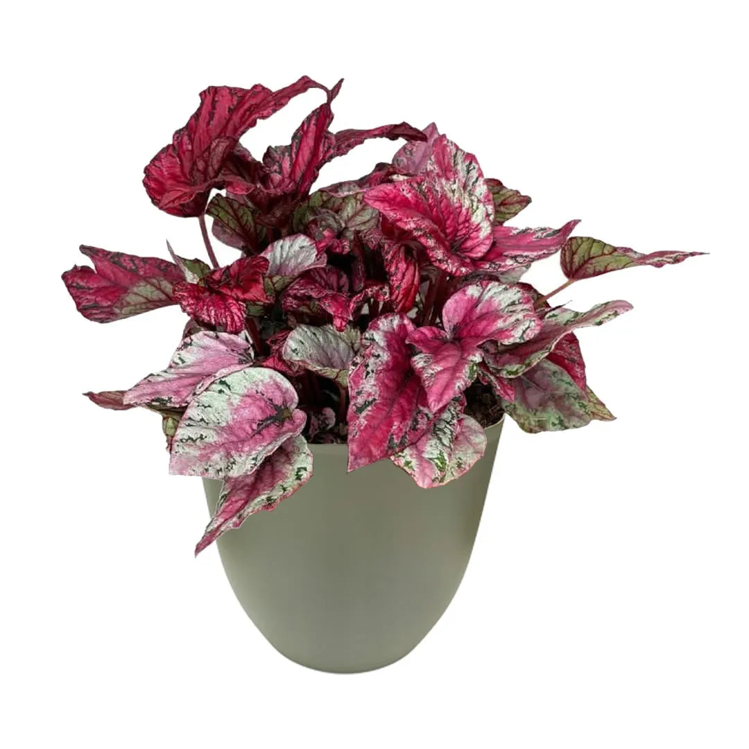 Begonia Blad Beleaf dalle foglie rosa variegate in vaso verde in plastica riciclata Ø 20 cm