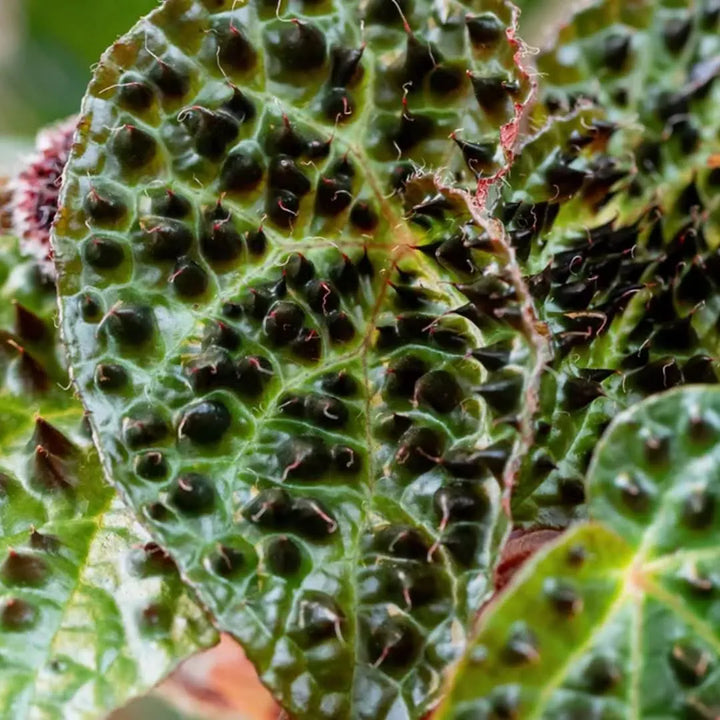 Dettaglio delle foglie rugose e bitorzolute della Begonia Blad Ferox

