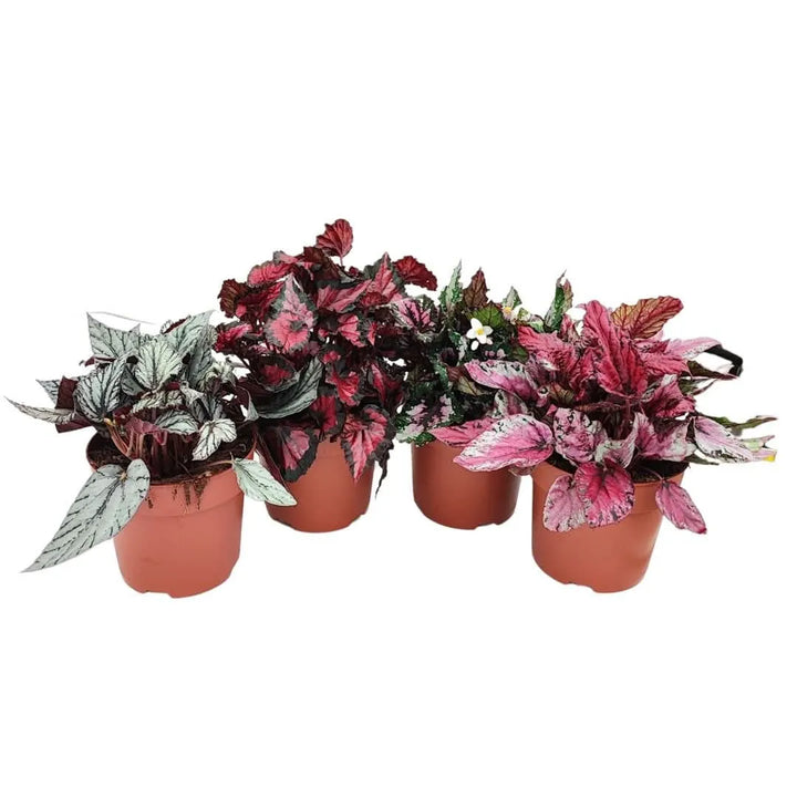 Set di Begonie Blad Beleaf assortite in vaso di coltivazione Ø 17 cm – colori variabili
