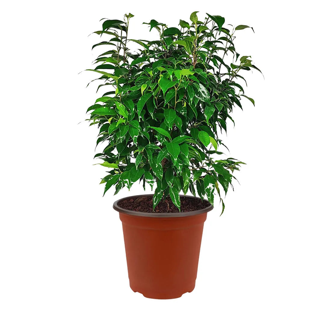 Ficus Benjamin in vaso - i Giardini di Giulia 