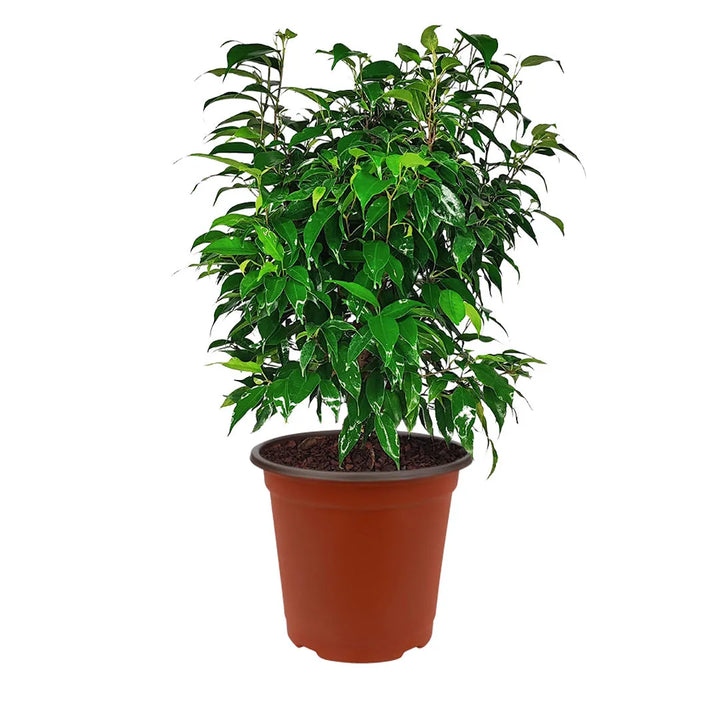 Ficus Benjamin in vaso - i Giardini di Giulia 