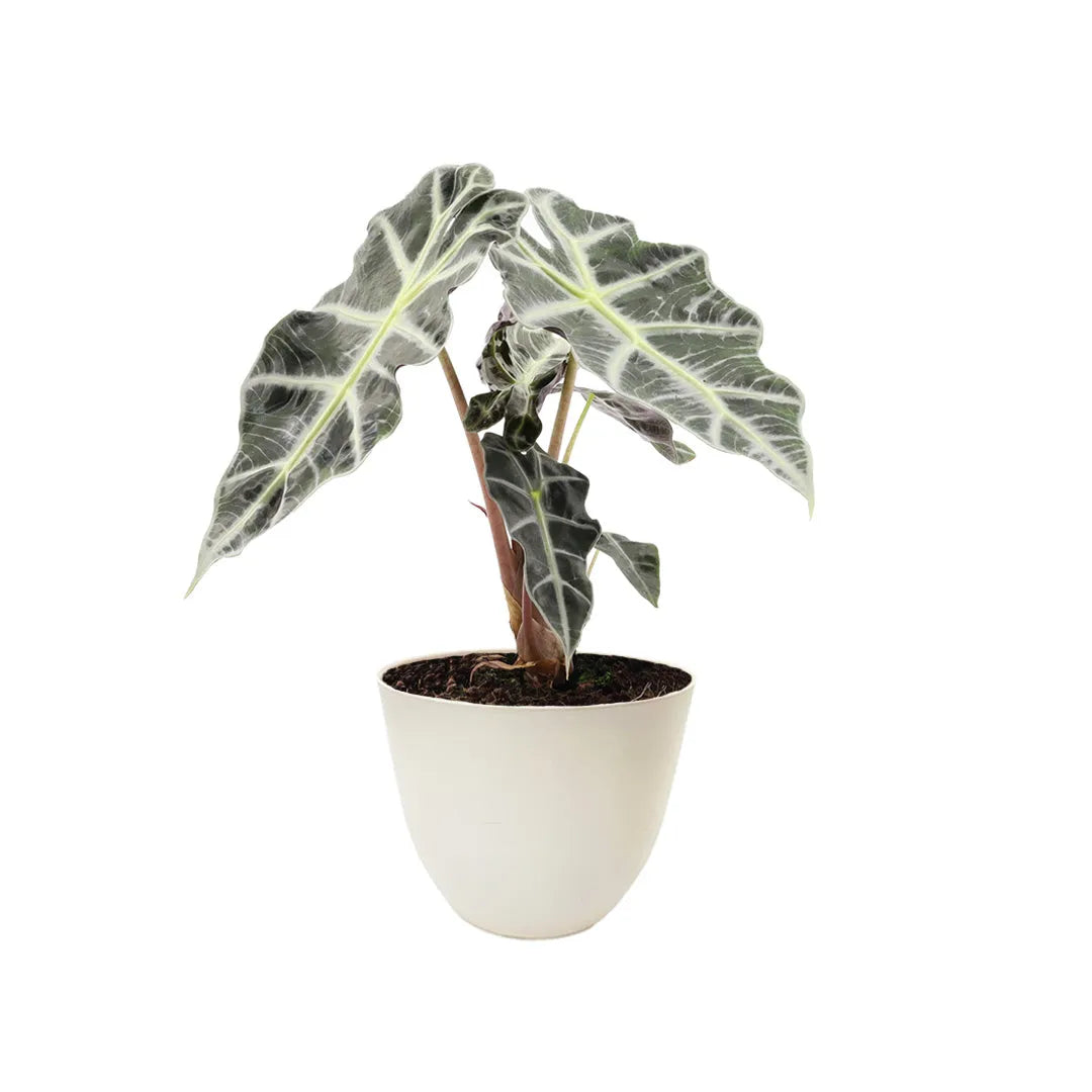 Alocasia Polly altezza 30 cm - i Giardini di Giulia 