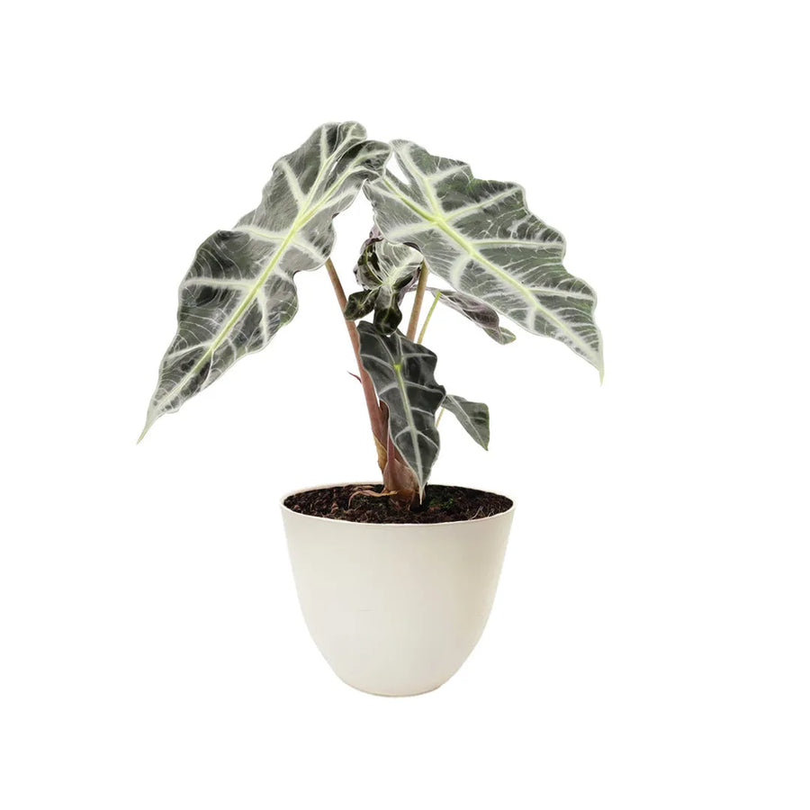 Alocasia Polly altezza 30 cm - i Giardini di Giulia 