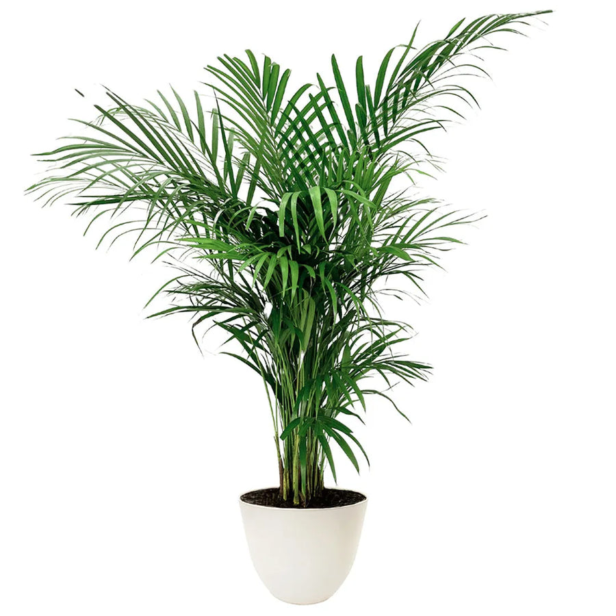 Areca Lutescens - i Giardini di Giulia 