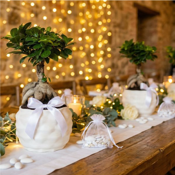 Bomboniere bonsai ficus ginseng Athena su tavolo confettata matrimonio con luci fairy
