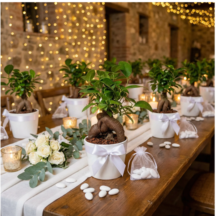 Bomboniere mini ficus ginseng su tavolo confettata matrimonio con confetti e luci