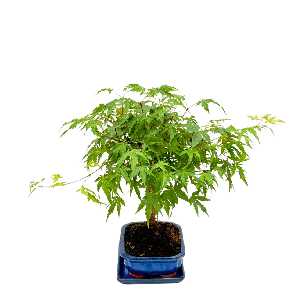 Bonsai di Acero verde in vaso blu, visuale dall’alto leggermente angolata