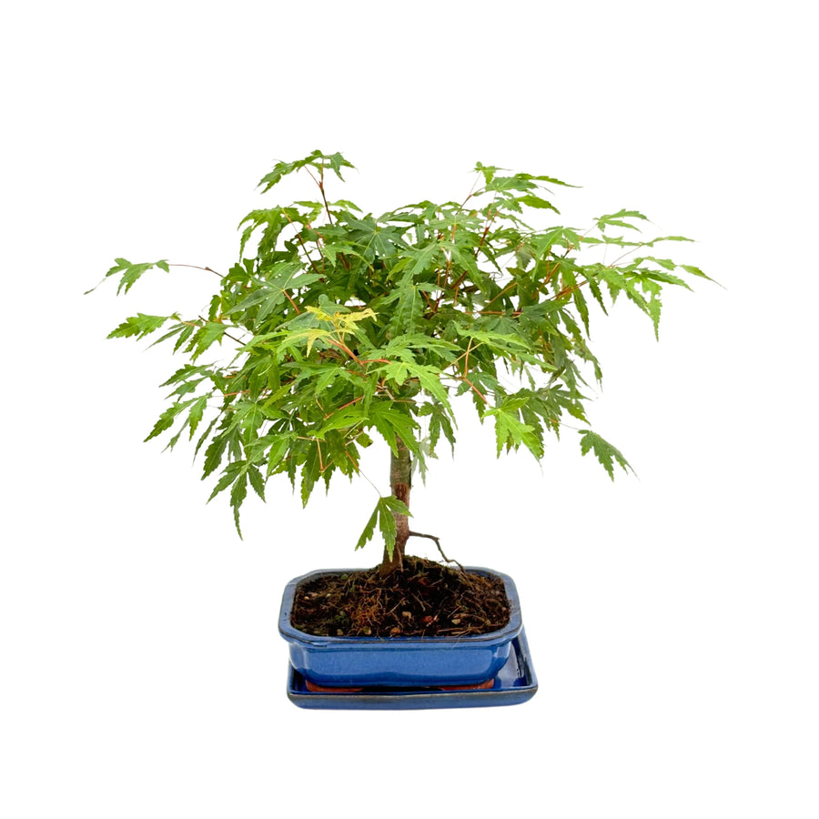 Bonsai di Acero verde in vaso rettangolare smaltato blu, vista frontale completa