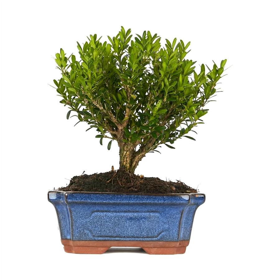 Bonsai Buxus Harlandii 6 anni - esemplare su tavolo in legno chiaro in un salotto minimalista