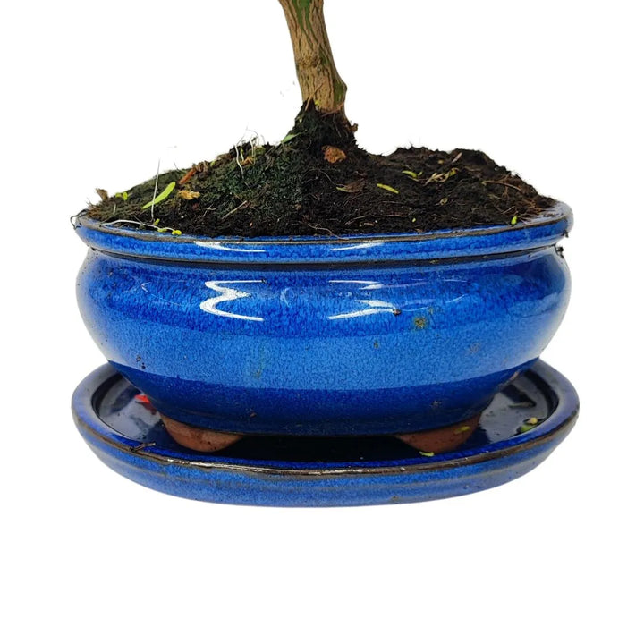  Dettaglio del vaso smaltato blu con sottovaso abbinato del bonsai Citrus Myrtifolia.