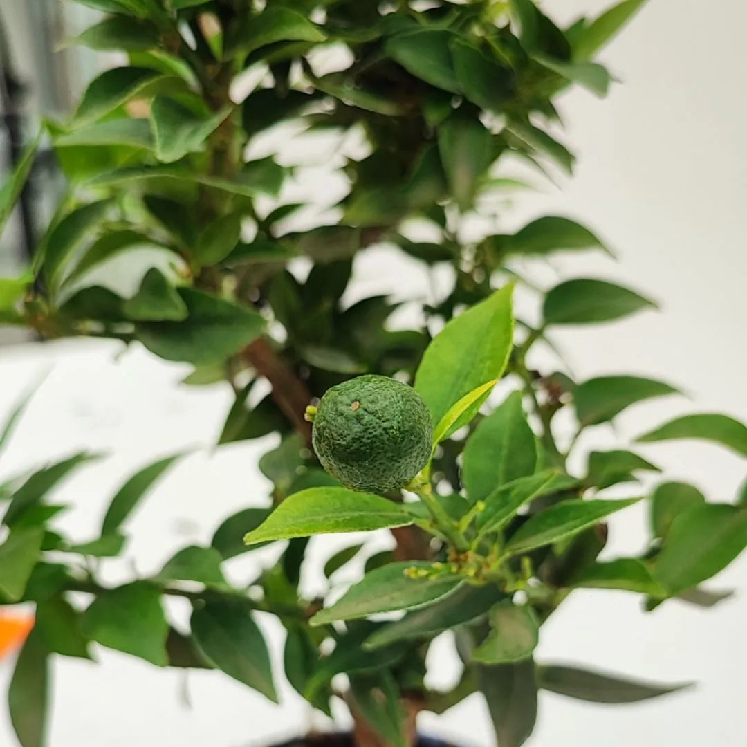  Frutto verde acerbo del Citrus Myrtifolia in evidenza tra le foglie scure.