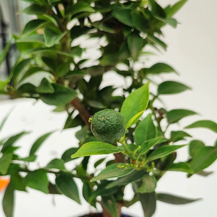  Frutto verde acerbo del Citrus Myrtifolia in evidenza tra le foglie scure.