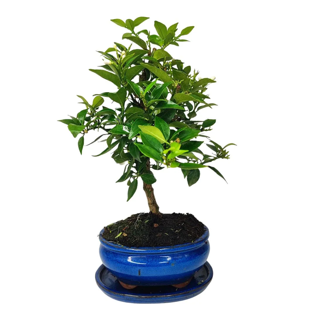 Bonsai Citrus Myrtifolia di 8 anni in vaso smaltato blu, ripreso frontalmente con chioma ordinata.

