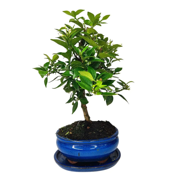 Bonsai Citrus Myrtifolia di 8 anni in vaso smaltato blu, ripreso frontalmente con chioma ordinata.

