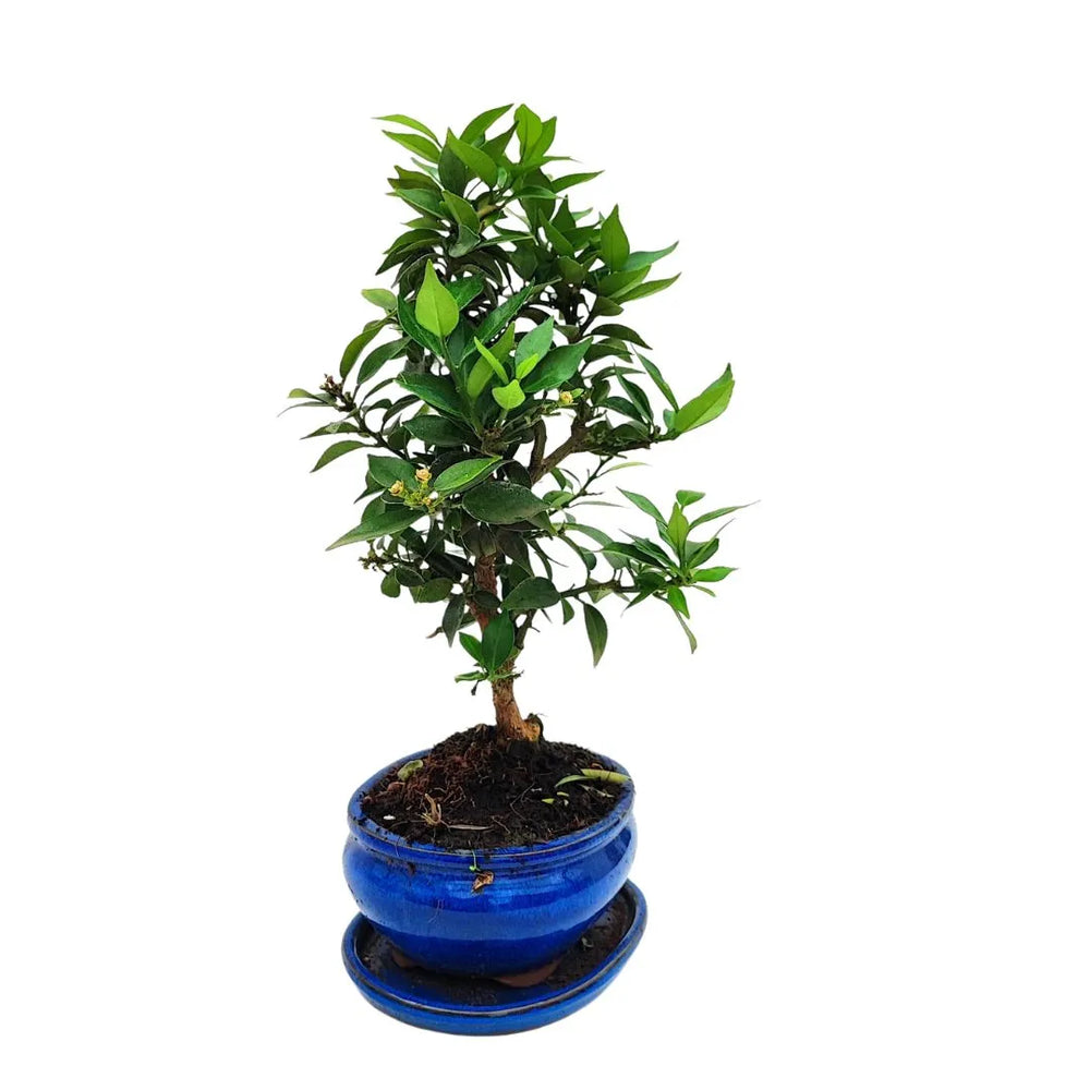  Vista laterale del bonsai Citrus Myrtifolia che evidenzia la struttura del tronco e la disposizione dei rami.