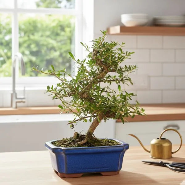 Bonsai Coprosma 7 anni - dettaglio delle foglie lucide e del tronco in vaso blu su piano cucina