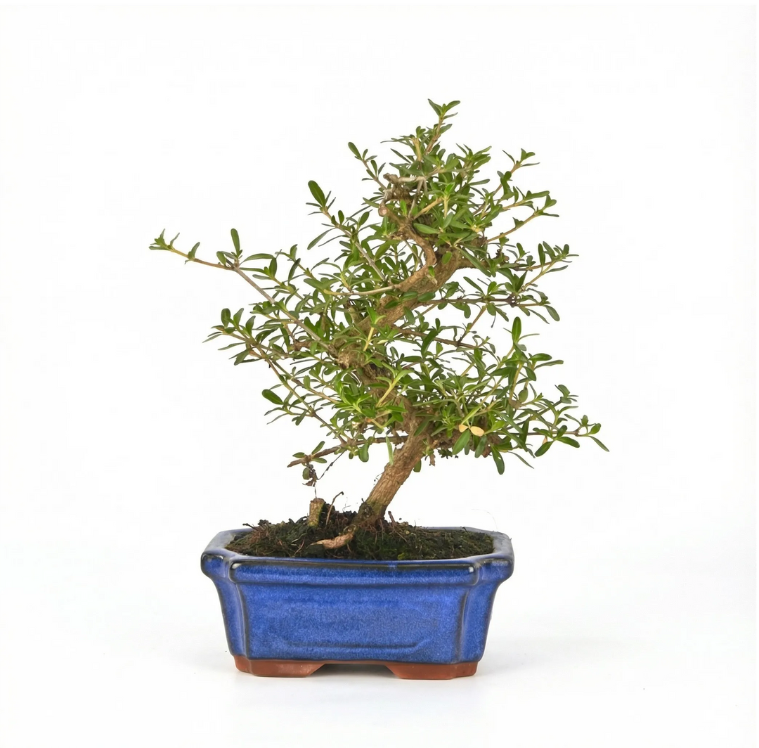 Bonsai Coprosma 7 anni - esemplare da interno con tronco curvo e foglie lucide in vaso di ceramica blu