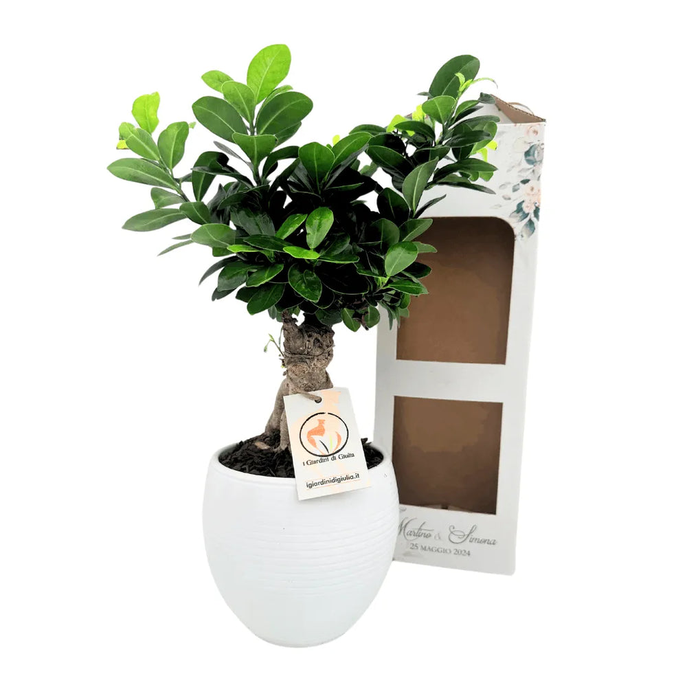 Bonsai Ficus Ginseng confezionato con scatola personalizzata – idea regalo sostenibile e bomboniera eco-friendly