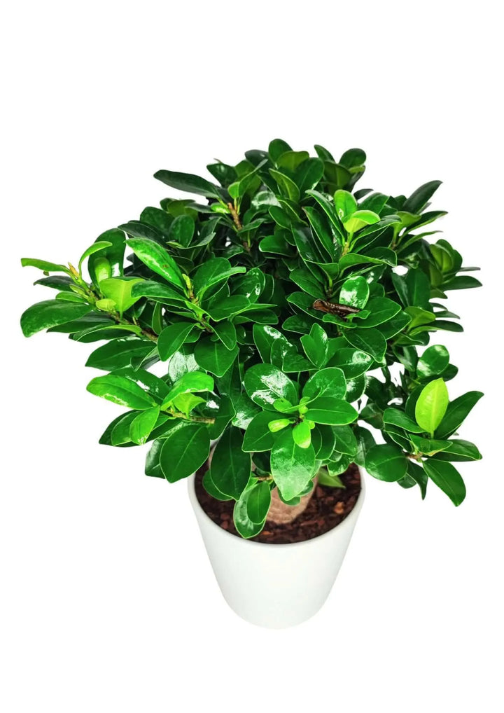 Bonsai Ficus Ginseng - Altezza Pianta 40 cm, Vaso di Ceramica 'Dallas' Diametro 13 cm - i Giardini di Giulia