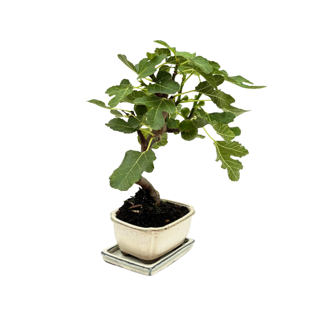 Bonsai di fico in vaso bianco visto in prospettiva diagonale con chioma espansa