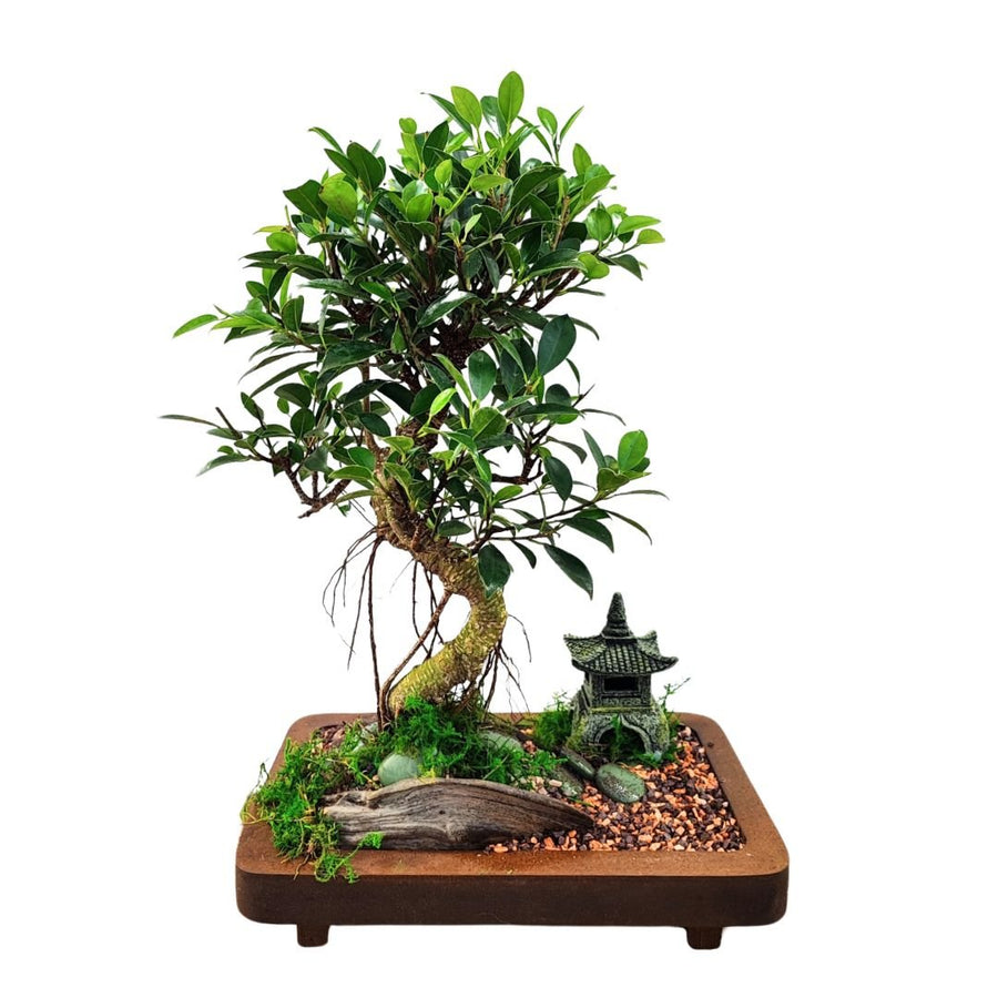 Bonsai Eden Base in legno 29x18 altezza totale 45 cm - i Giardini di Giulia