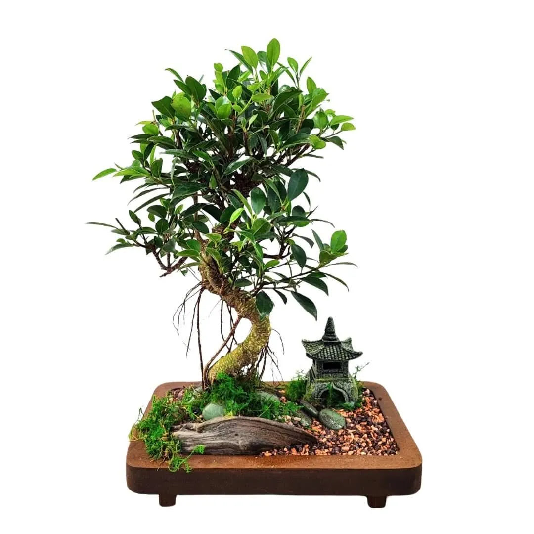 Bonsai Eden con Ficus Retusa su base in legno 29x18 cm, pagoda zen ornamentale e radici aeree, pianta da interno ideale per ambienti rilassanti – I Giardini di Giulia

