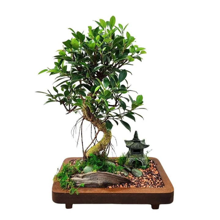 Bonsai Eden con Ficus Retusa su base in legno 29x18 cm, pagoda zen ornamentale e radici aeree, pianta da interno ideale per ambienti rilassanti – I Giardini di Giulia

