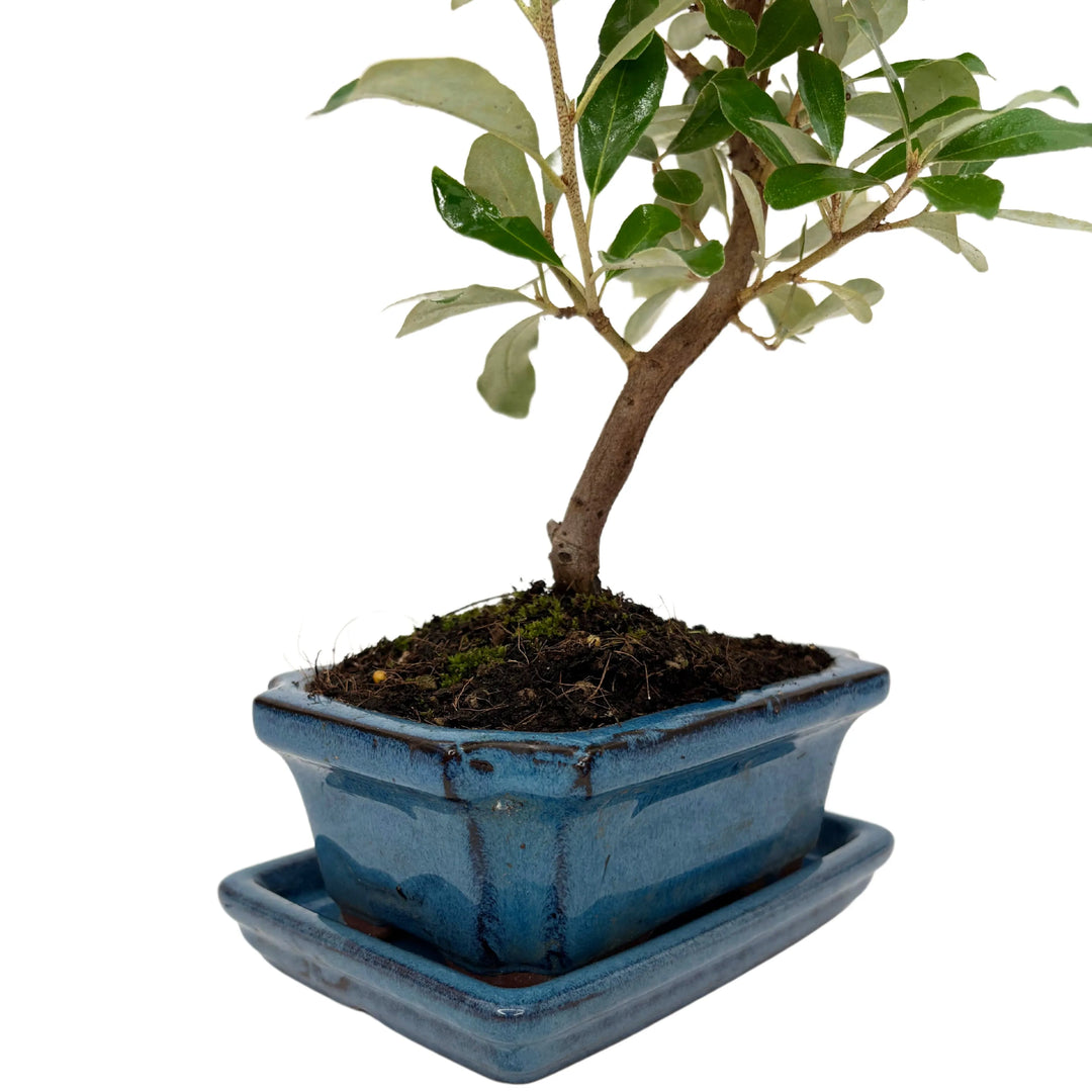 Dettaglio del tronco curvato del Bonsai Elaeagnus e vaso ceramico blu