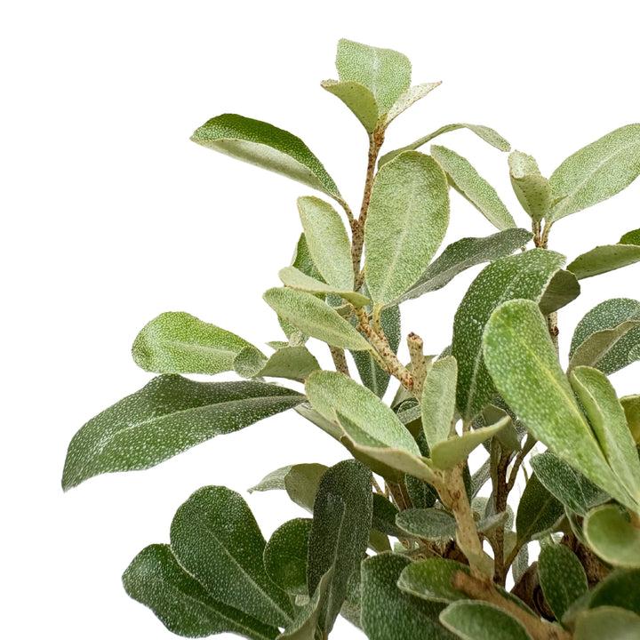 Primo piano delle foglie verde argento del Bonsai Elaeagnus