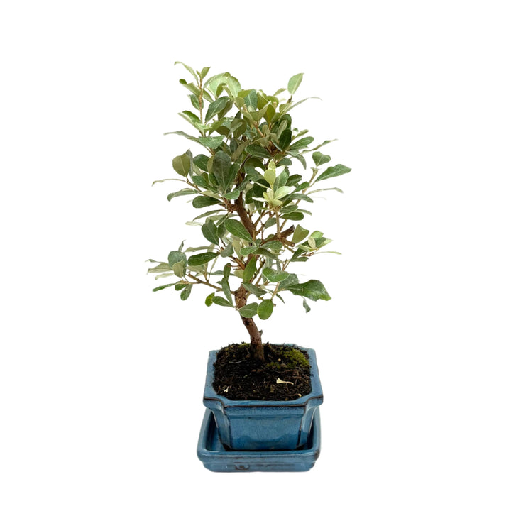 Vista laterale del Bonsai Elaeagnus con foglie verdi lucide e vaso smaltato