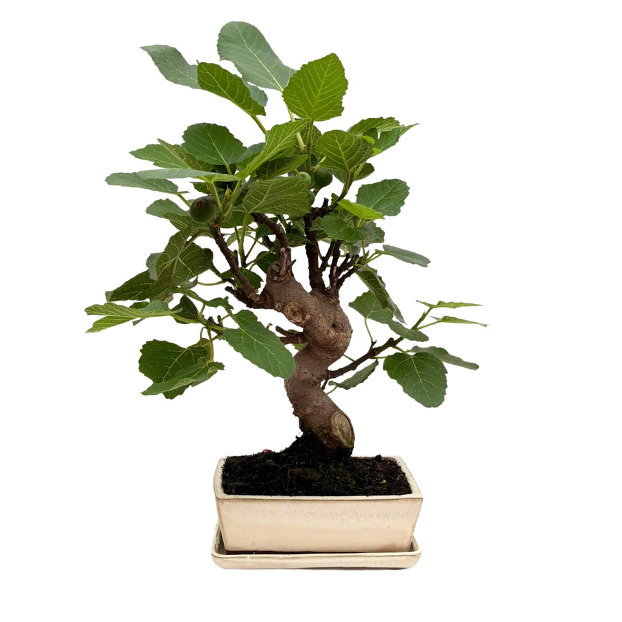 Bonsai Ficus Carica di 13 anni in vaso rettangolare smaltato bianco